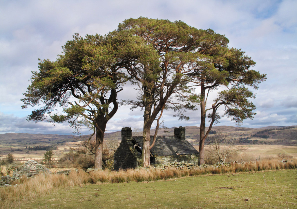 Three Scots Pines at Blaen-y-Cae ruined Farm