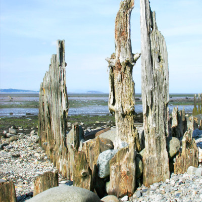 Old Fish Traps Posts